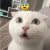 Kucing putih meme 7