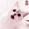 Cute Cat 21