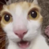 Gatitos. | @ocenferios  Haki. 8