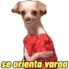 Cachorros engraçados  13
