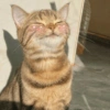 Cute kitten 🥺 10