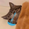 Meme kucing Lucu 🐱 6