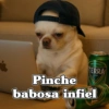 TERRA CENTED Pinche babosa infiel