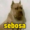 sebosa