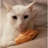 Gatitos Shitpost 😈🤑 5
