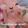 Te apetese un secso?
