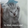 Kucing 16