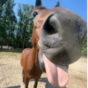 Cavalinho Fofo Reações 🐴 11