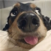 Perritos para reaccionar 16