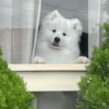 Reaccion mascotas 1.3 10