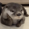 Otter 9