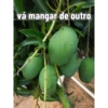 vá mangar de outro