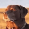 Memes de cachorro 🐶 10