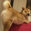 Cachorros engraçado  13