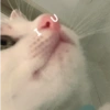 Gatinhos reativos 🐾 10