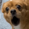 Cachorros engraçados  6