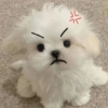Cute Dog 🐶 15