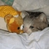 ⋆🐾 gatos tristes ᓚ₍ ^•⁠ ⁠ᴥ •^₎ 24