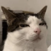 Meme Kucing Ngambek 😾 13