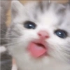 Animalitos para reaccionar  8