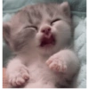 Reaccion mascotas 1.3 12