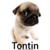 Tontin
