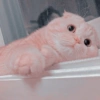 Gatos lindos💗 6