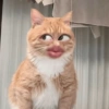 Reacciones de gatos #2 🐾 8