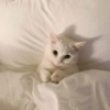 Cute Cat 5