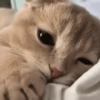 ⋆🐾 gatos tristes ᓚ₍ ^•⁠ ⁠ᴥ •^₎ 11