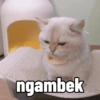 ngambek