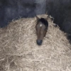 Cavalinho Fofo Reações 🐴 20