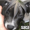saca