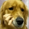 Cachorros engraçado  6