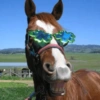 Cavalinho Fofo Reações 🐴 9