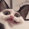 Reações gatinhos 6