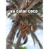 vá catar coCO