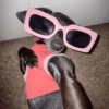 Memes de cachorro 🐶 6