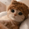 Gatos fofos 7