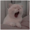 Gatos fofos 19
