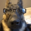 Doguitos 9
