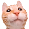 Gatitos Reacciones  20