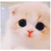 Gatos fofos 30