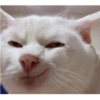 Meong yg ramah 13