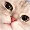 Gatos fofos 26
