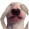 Memes Perritos 🐕 5