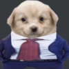 Doguitos 6