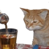 Gatitos Reacciones  15