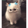 Gatos fofos 18