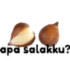 apa salakku?